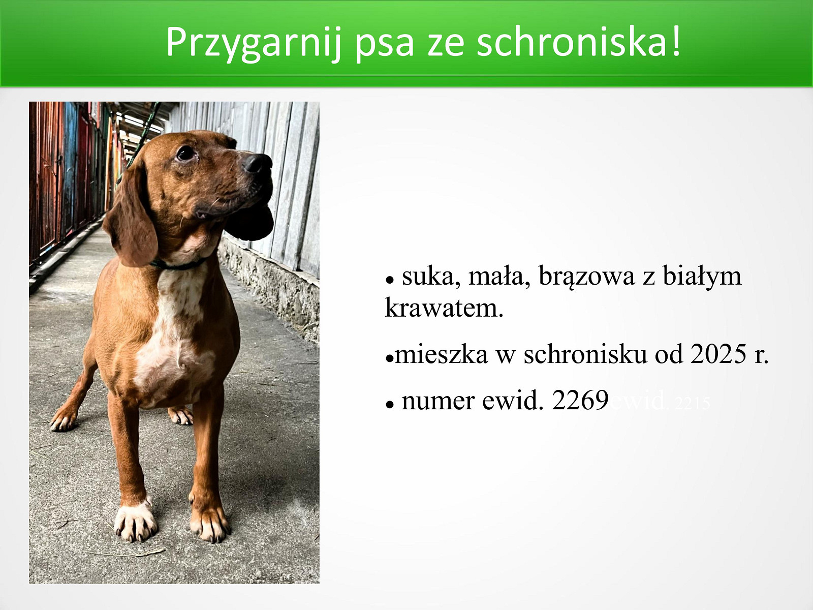 Przygarnij psa z nowotarskiego schroniska