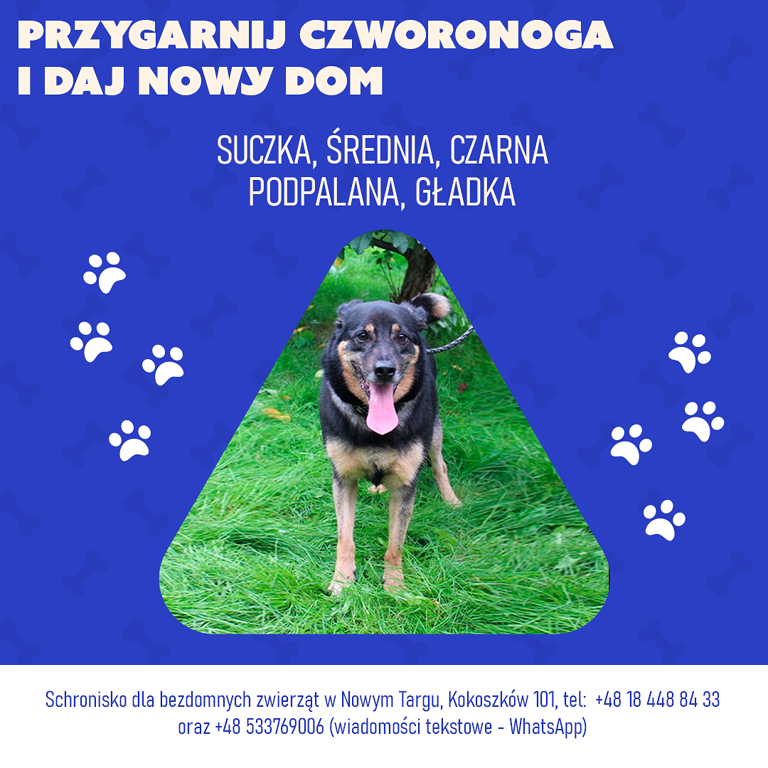 Przygarnij czworonoga i daj nowy dom