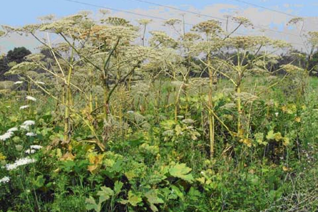 20170901barszcz-002.jpg