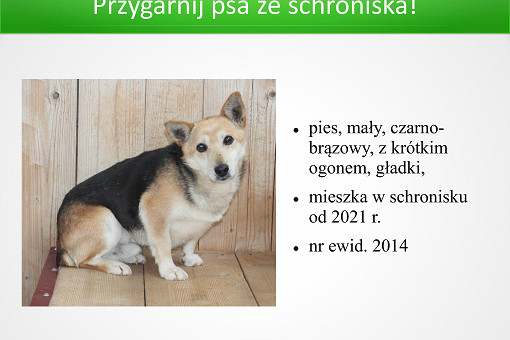 Adopcje 31.03.2026-images-2.jpg