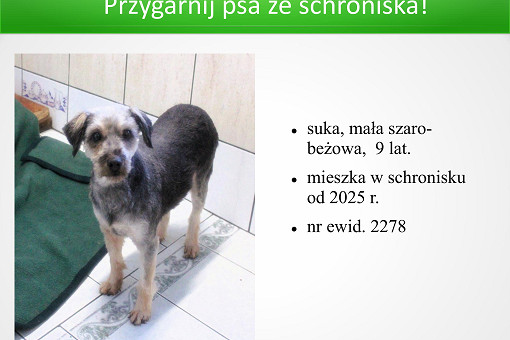 Adopcje 31.03.2026-images-12.jpg