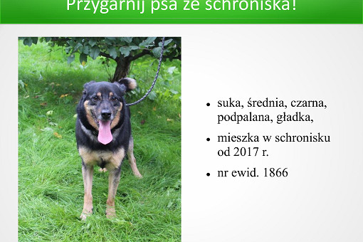 Adopcje 31.03.2026-images-0.jpg