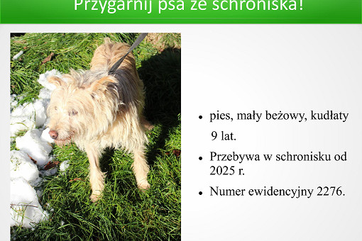 Adopcje 31.03.2026-images-11.jpg