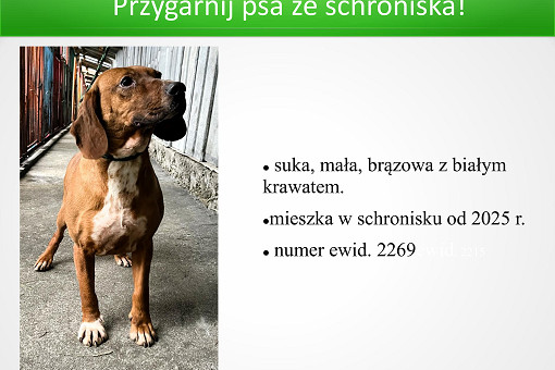 Adopcje 31.03.2026-images-10.jpg