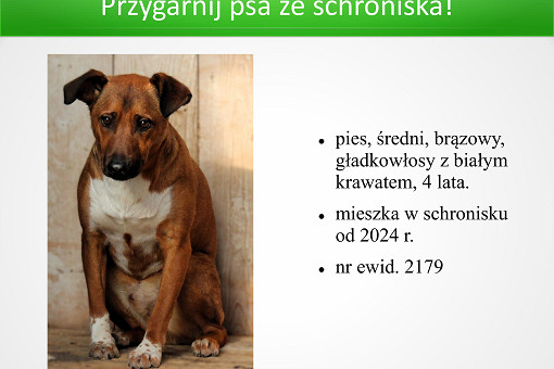 Adopcje 31.03.2026-images-5.jpg