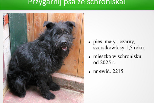 Adopcje 31.03.2026-images-7.jpg