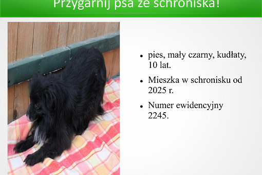 Adopcje 31.03.2026-images-14.jpg