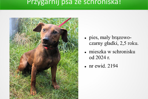 Adopcje 31.03.2026-images-6.jpg