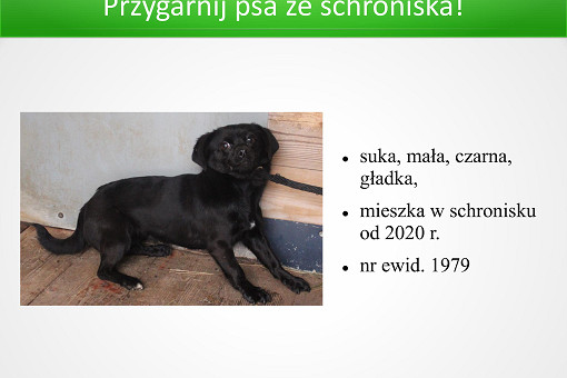 Adopcje 31.03.2026-images-1.jpg