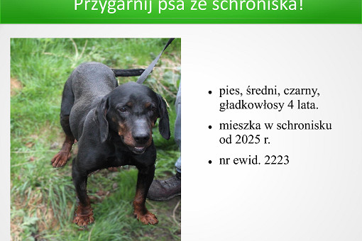 Adopcje 31.03.2026-images-8.jpg