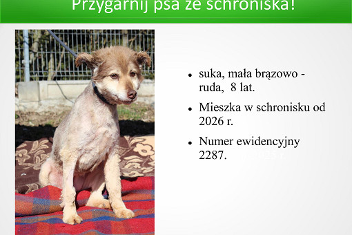 Adopcje 31.03.2026-images-13.jpg