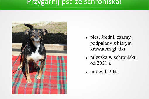 Adopcje 31.03.2026-images-3.jpg