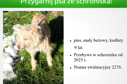 Pies11.png