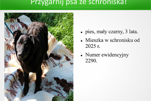 adopcje 01.07.2026-obrazy-12.jpg
