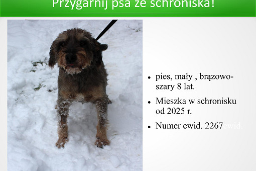 adopcje 01.07.2026-obrazy-7.jpg