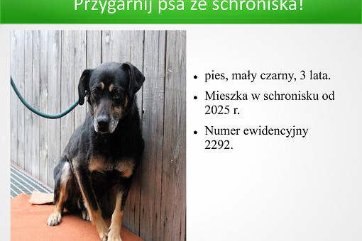 adopcje 01.07.2026-obrazy-13.jpg